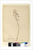 Page 139. Dipodium punctatum, c.1803-06 by John William Lewin