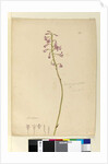 Page 139. Dipodium punctatum, c.1803-06 by John William Lewin