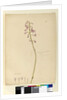 Page 139. Dipodium punctatum, c.1803-06 by John William Lewin
