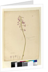 Page 139. Dipodium punctatum, c.1803-06 by John William Lewin
