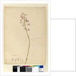 Page 139. Dipodium punctatum, c.1803-06 by John William Lewin