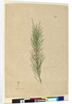 Page 141. Casuarina stricta/Allocasuarina verticillata, c.1803-06 by John William Lewin