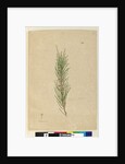 Page 141. Casuarina stricta/Allocasuarina verticillata, c.1803-06 by John William Lewin