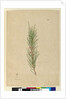 Page 141. Casuarina stricta/Allocasuarina verticillata, c.1803-06 by John William Lewin
