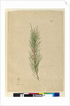 Page 141. Casuarina stricta/Allocasuarina verticillata, c.1803-06 by John William Lewin