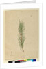 Page 141. Casuarina stricta/Allocasuarina verticillata, c.1803-06 by John William Lewin