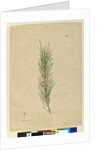 Page 141. Casuarina stricta/Allocasuarina verticillata, c.1803-06 by John William Lewin