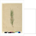 Page 141. Casuarina stricta/Allocasuarina verticillata, c.1803-06 by John William Lewin