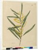 Page 145. Acacia longifolia, c.1803-06 by John William Lewin