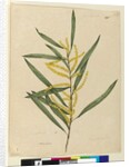 Page 145. Acacia longifolia, c.1803-06 by John William Lewin