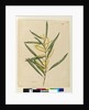 Page 145. Acacia longifolia, c.1803-06 by John William Lewin