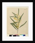 Page 145. Acacia longifolia, c.1803-06 by John William Lewin