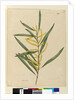 Page 145. Acacia longifolia, c.1803-06 by John William Lewin
