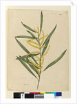 Page 145. Acacia longifolia, c.1803-06 by John William Lewin