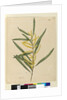 Page 145. Acacia longifolia, c.1803-06 by John William Lewin