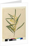 Page 145. Acacia longifolia, c.1803-06 by John William Lewin