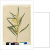Page 145. Acacia longifolia, c.1803-06 by John William Lewin