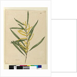 Page 145. Acacia longifolia, c.1803-06 by John William Lewin