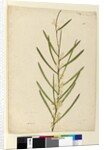 Page 146. Acacia suaveolens, c.1803-06 by John William Lewin