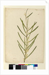 Page 146. Acacia suaveolens, c.1803-06 by John William Lewin