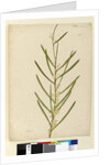Page 146. Acacia suaveolens, c.1803-06 by John William Lewin