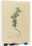 Page 152. C. Diadelphia naturalized, c.1803-06 by John William Lewin