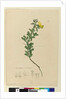 Page 152. C. Diadelphia naturalized, c.1803-06 by John William Lewin