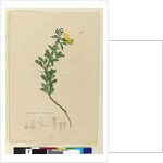 Page 152. C. Diadelphia naturalized, c.1803-06 by John William Lewin