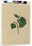 Page 153. Physalis naturalized, c.1803-06 by John William Lewin