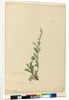 Page 154. Silene naturalized, c.1803-06 by John William Lewin