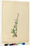 Page 154. Silene naturalized, c.1803-06 by John William Lewin