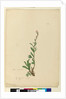 Page 154. Silene naturalized, c.1803-06 by John William Lewin