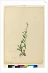 Page 154. Silene naturalized, c.1803-06 by John William Lewin