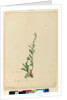 Page 154. Silene naturalized, c.1803-06 by John William Lewin