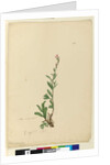 Page 154. Silene naturalized, c.1803-06 by John William Lewin