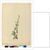 Page 154. Silene naturalized, c.1803-06 by John William Lewin