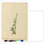 Page 154. Silene naturalized, c.1803-06 by John William Lewin