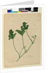 Page 155. Water Melon, c.1803-06 by John William Lewin
