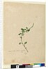 Page 156. Amaranthus Blitum, c.1803-06 by John William Lewin