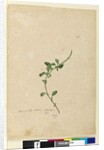 Page 156. Amaranthus Blitum, c.1803-06 by John William Lewin