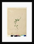 Page 156. Amaranthus Blitum, c.1803-06 by John William Lewin