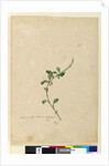 Page 156. Amaranthus Blitum, c.1803-06 by John William Lewin