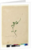 Page 156. Amaranthus Blitum, c.1803-06 by John William Lewin