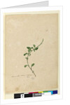 Page 156. Amaranthus Blitum, c.1803-06 by John William Lewin
