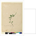 Page 156. Amaranthus Blitum, c.1803-06 by John William Lewin