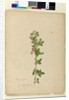 Page 160. Malva capensis, c.1803-06 by John William Lewin