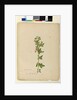 Page 160. Malva capensis, c.1803-06 by John William Lewin
