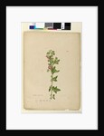 Page 160. Malva capensis, c.1803-06 by John William Lewin