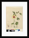 Page 163. Hibiscus, c.1803-06 by John William Lewin