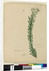 Page 169. Conospermum taxifolium, c.1803-06 by John William Lewin